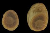 Fossil Jellyfish (Octomedusa) In Ironstone Nodule - Illinois #120918-2